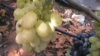 Сорт винограда Солнечные капли - сезон 2015
