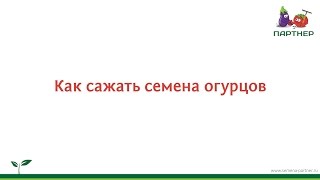 Как сажать семена огурцов