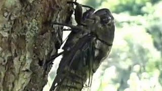 Som da natureza e cigarra