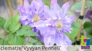 Clematis Vyvyan Pennell - Pépinières TRAVERS - Spécialiste des plantes grimpantes