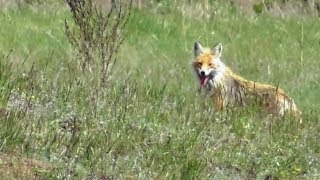Лиса. ( Vulpes vulpes )