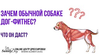 Зачем обычной собаке дог фитнес? Что он даёт?