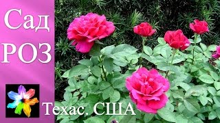 ? Сад Роз. Далласский Дендропарк. Техас, США