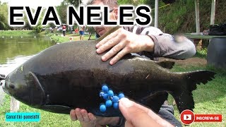 PESQUEIRO BARDUCHI -  ANTENADA  NELES