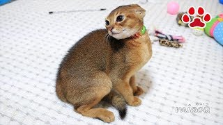 こわ！三毛猫こわ！初めて仔猫との対面【瀬戸の猫部屋日記】Scary! First meeting with kittens and Mi-ke.