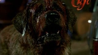 Recensione Cujo  " Stephen King "