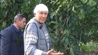 Сбор плодов чандлера, опылённого песчанским для выведения гибридо. Октябрь 2018