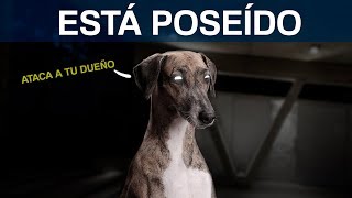 ¿Como pueden controlar tu mente estos gusanos y hacer lo que quieran contigo?