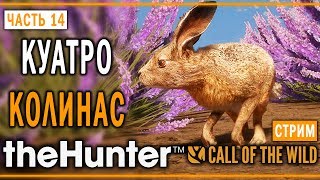 theHunter Call of the Wild #14 СТРИМ ? - Дополнительные Задания - Куатро Колинас