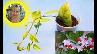 ???КАК ВЫРАСТИТЬ КЛЕРОДЕНДРУМ ИЗ ЛИСТА ! Интересный способ размножения растений ! Как черенковать