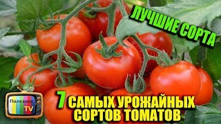 САМЫЕ УРОЖАЙНЫЕ СОРТА ТОМАТОВ (ЛУЧШИЕ СОРТА ТОМАТОВ)
