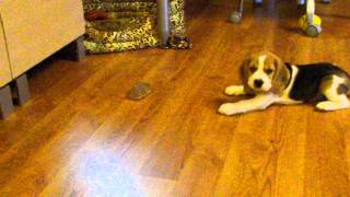 Beagle puppy, 2 months.  Щенок бигля - маленький охотник.