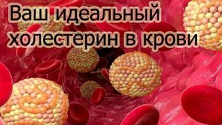 Ваш идеальный холестерин в крови  Галина Гроссманн