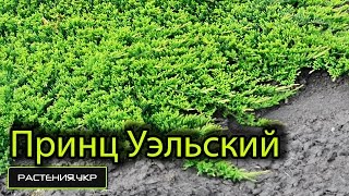 Можжевельник принц Уэльский посадка и уход / Ботанический сад, Харьков