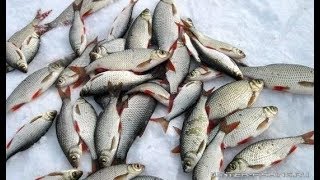 Как поймать много плотвы  Секреты ловли зимой