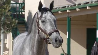 Creative Cause colt named Original Intent West Point Thoroughbreds Horse Racing Partnerships
