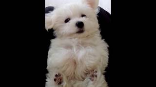 Cute Puppy Sneeze :)