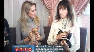 Video, Русский той-терьер
