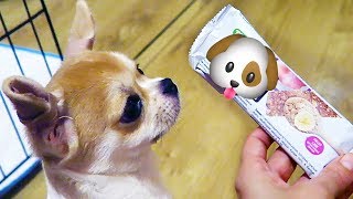 ЛАКОМСТВА для моей собаки?ЧИХУАХУА ЛИЗИ