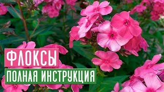 ФЛОКСЫ ? Все секреты ухода за прекрасными цветами / Садовый гид