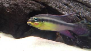 Pelvicachromis Taeniatus 'Moliwe'