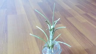 Декор из веток. Как сделать поделку из веток дерево decorative handmade