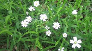 Лесные Цветы. Звуки Леса. Апрель (Nature. Forest. Spring)