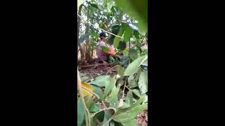 NGINTIP ORANG MESUM DI KEBUN.