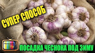 СУПЕР СПОСОБ ПОСАДКИ ЧЕСНОКА ПОД ЗИМУ