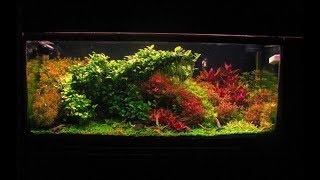 "The Chaos Garden II" Forming Shape Stage