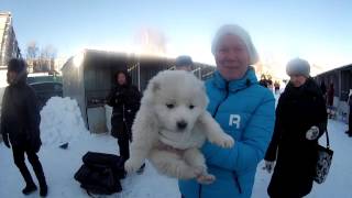 Казанские Брахолки. Птичий рынок.