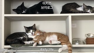 이치즈 브이로그 #15 ? 혼자보내는 여유로운 휴일 일상 브이로그, 6월 피크닉ㅣvlog (ft. #고양이 #카페 #휴일)