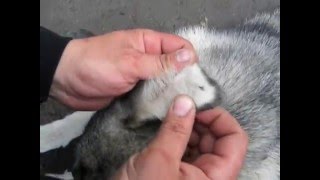 Две недели после Барса и снимаем клещей с собаки