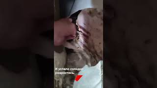 Грибы в доме
