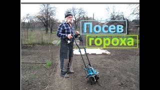 Сев гороха трёх сортов сладкий, зуб и солёный