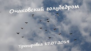 Очаковский голубедром. Тренировка голубей 17.07.2019