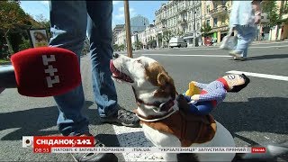 У Києві відбувся костюмований парад собак породи джек-рассел-тер'єр