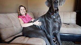 Самая большая собака в мире. Дог по кличке Джордж самый большой пёс в мире.