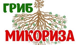 Микориза.  Повышаем урожайность.  Невероятная польза Микоризы