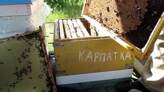 КАКАЯ ПОРОДА ПЧЕЛ ЛУЧШЕ? Карпатка и карника начали работать Первые впечатления