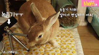 녹음기 치우라는 토끼.. 땅콩이 ㅋㅋ 토끼, 토끼키우기