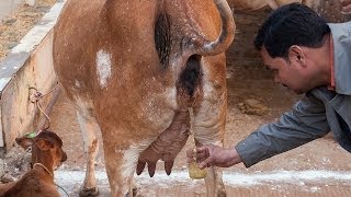 We Drink Cow Urine