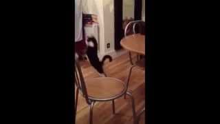Кот на двух лапах (Видео из +100500)