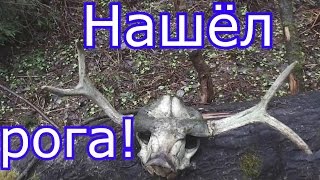 Нашёл рога лося