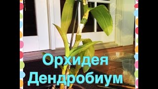Пересадка Дендробиума