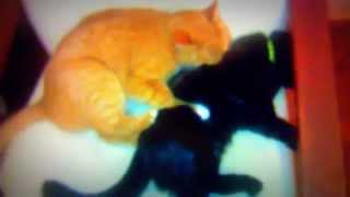 крутое пробуждение кота battle cats video for the seat рыжий кот долбит черного ржач новое водео