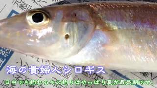 シロキス2017年　初釣り　福井の三国で海の貴婦人をGET！