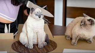 СМЕШНЫЕ КОШКИ и СОБАКИ ЛУЧШИЕ ПРИКОЛЫ ПРО ЖИВОТНЫХ 2022