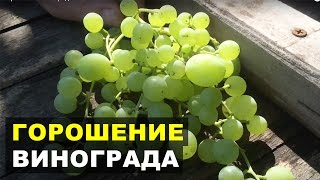 Горошение винограда. Как избежать?