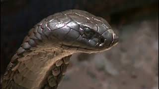 Cobra Royal vs Varan, qui est le plus fort ?